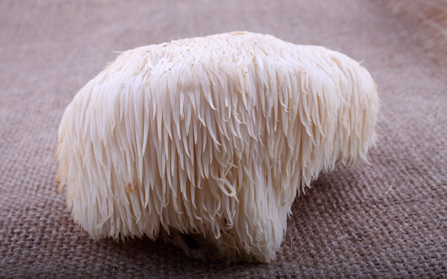 Hericium lví hříva